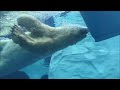 Polar Bear Swimming And Playing With Barrel At Detroit Zoo