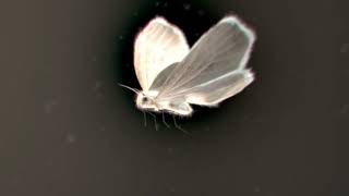 Patrick Moraz & Bill Bruford - A Way With Words