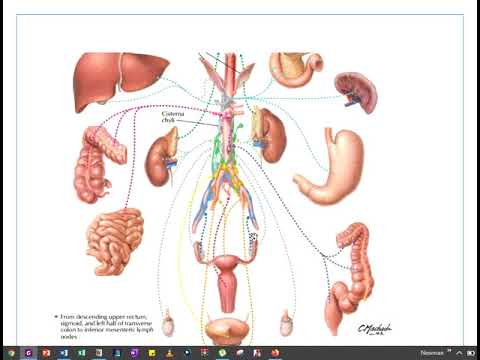 Introduction to Urological Anatomy