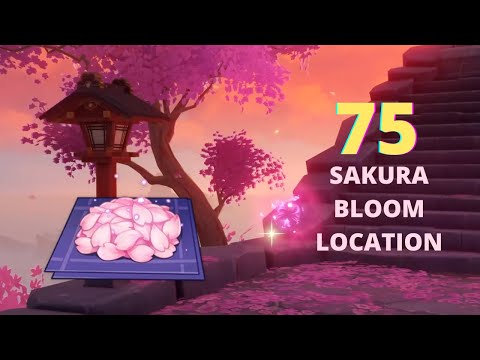 2.0 Inazuma Resource: 75 Sakura Bloom Locations | Genshin Impact