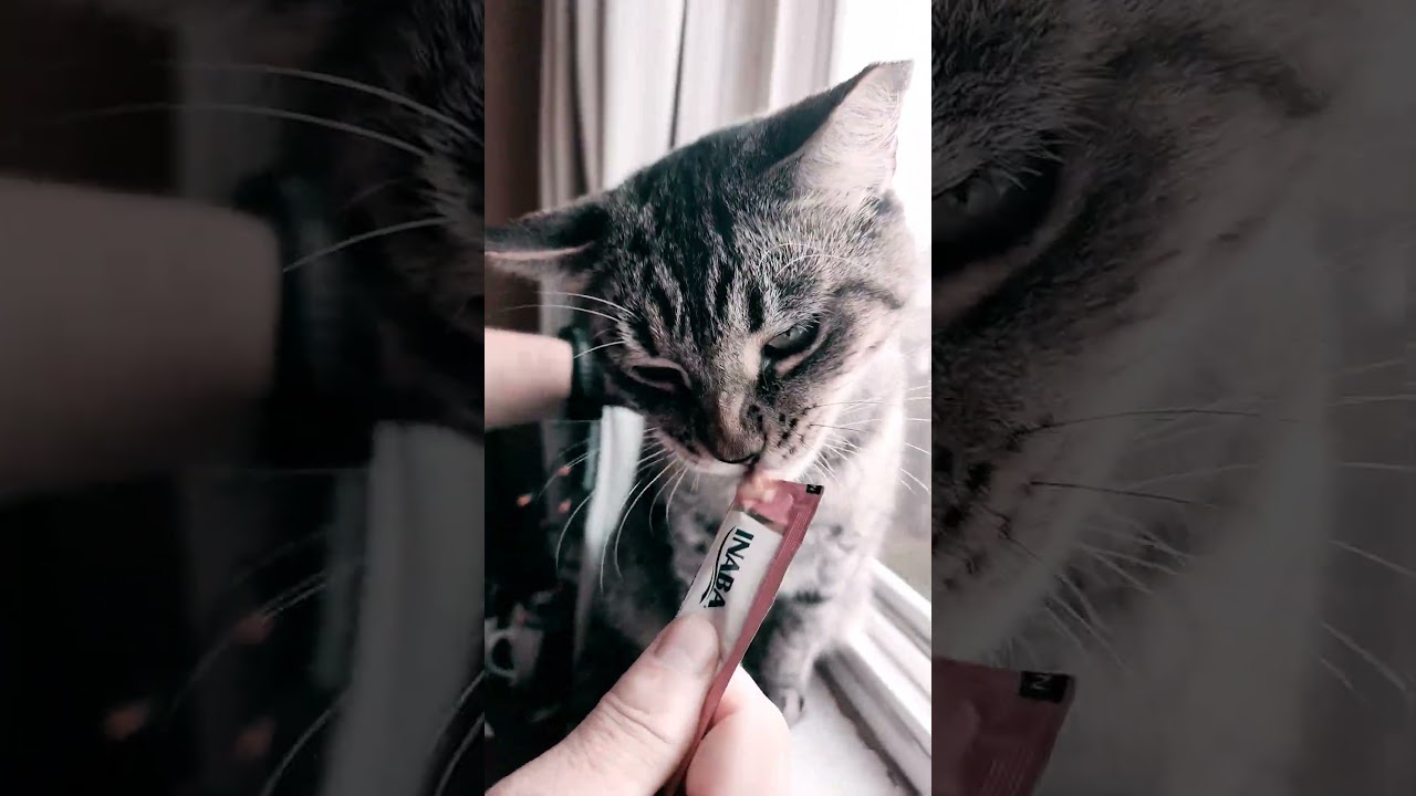 Tigger, a Adoptable mixed breed in san francisco, CA video 2/6