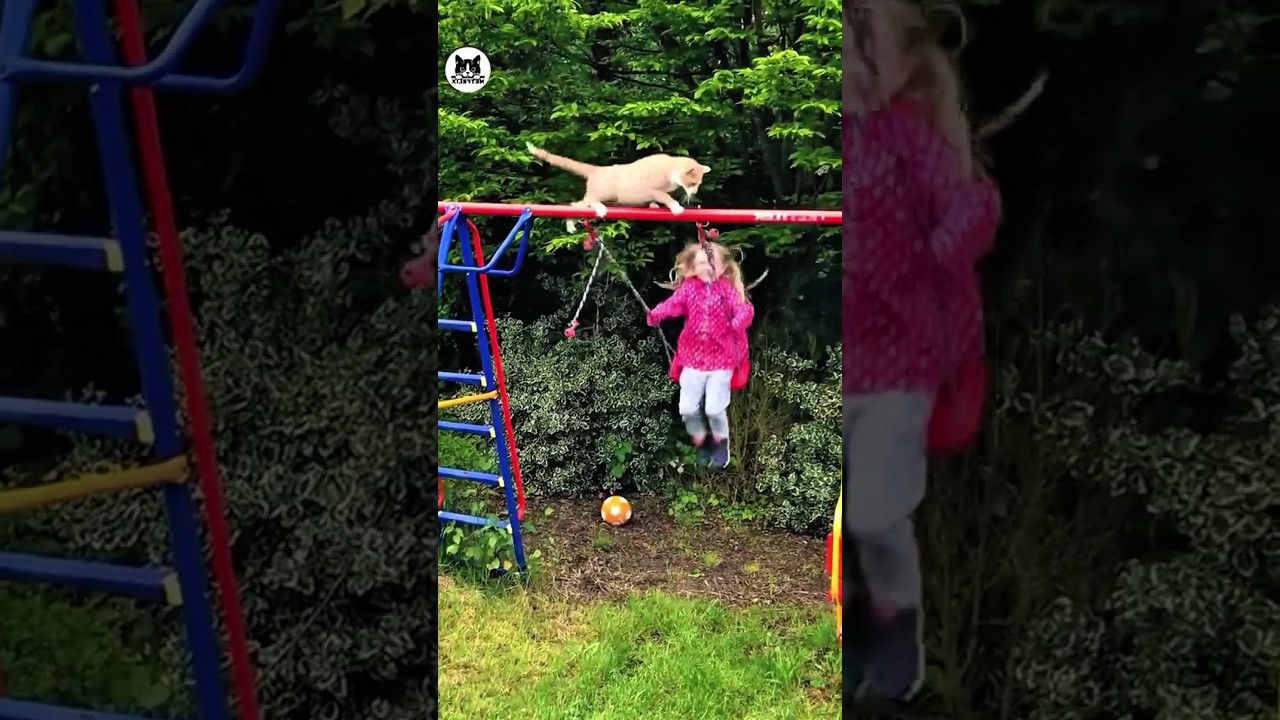 Funny cat videos part 18: Funny cat slide 😂 #funnycat #funnypet #cutecat #cat #cats #pets #shorts