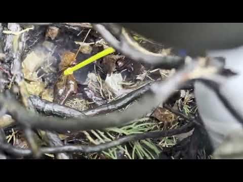 Shrub Covers In-Ground Yellow Jacket Nest in...