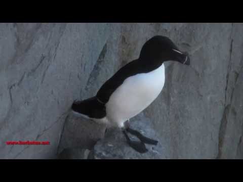 Alca común ( Alca torda ) Razorbill
