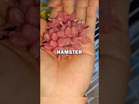 HAMSTER BABIES! #animals #animalstories #animalrescue #cute #pets