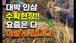대박 신기한 3년근 모종삼 수확현장 산양삼 장뇌삼 산삼 모종