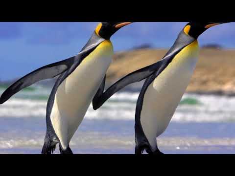 Passo do Pinguim video
