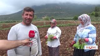 TÜTÜN MALİYET VE ÖZELLEŞTİRME KISKACINDA