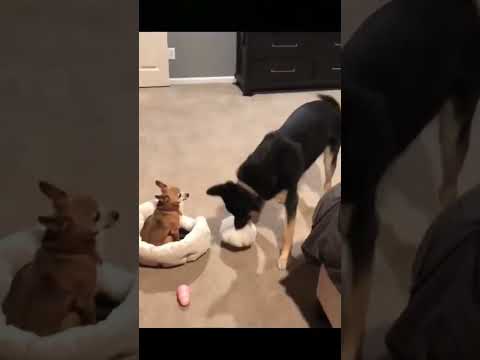 The Daily Does Droll #comedyskits #funny #funnypranks #funnyvideo #laughs