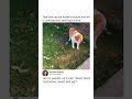 Cat Kisses A Mouse And Leaves It Yearning For Love Wholesome Video Cute Animals Tik Tok Shorts