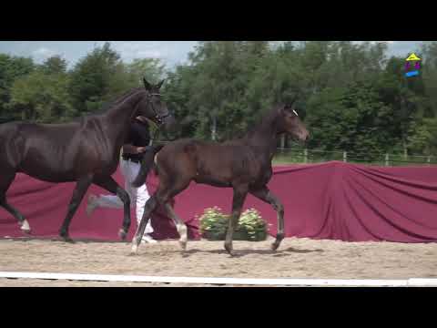 15 Basita v. Balou du Rouet - Diarado