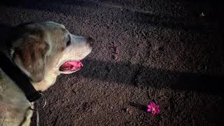 With Coco, On Butterfly Wings!