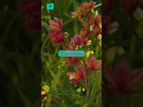 🌸✨ Las orquídeas escondidas que pocos esperan encontrar en Guanacaste