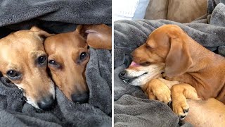 An adorable Dachshund pair