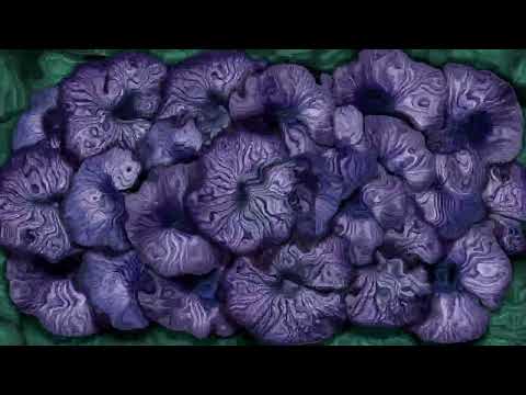 Ligeti Quartet x Anna Meredith - Nautilus