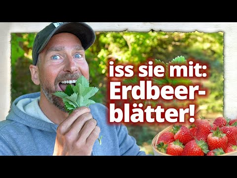 Erdbeere: Warum die BLÄTTER gesünder sind als die Beeren!
