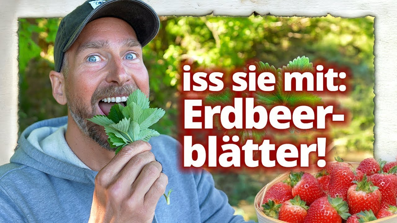 Erdbeere: Warum die BLÄTTER gesünder sind als die Beeren!