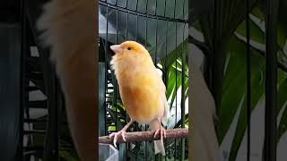 Download lagu KENARI malas bunyi, Terapi untuk kenari masteran canary #canarysingtraining #kanareyka mp3