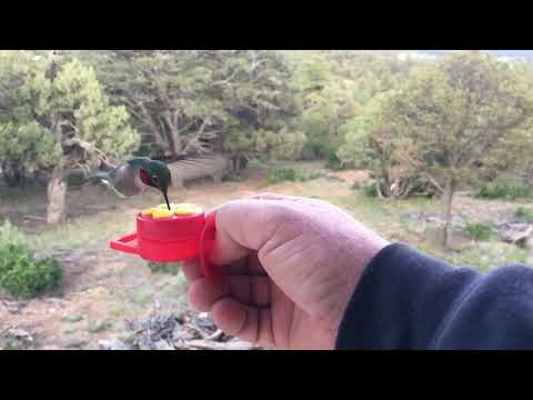 SLO motion hand feeding hummingbird