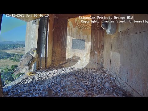 Orange Falcon Nest Cam