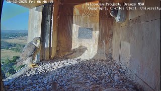 Box Camera - FalconCam Project LIVE live webcam