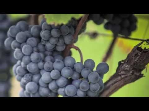 Discover the Red Wines of Alto Adige