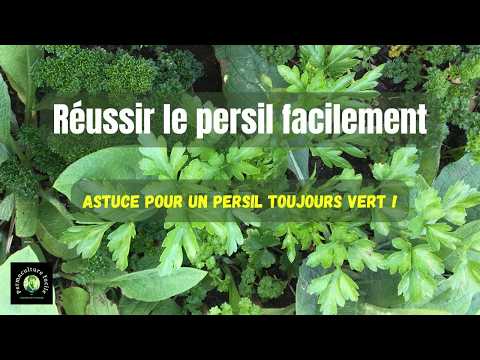 Grow Perfect Parsley: Easy, Error-Free Cultivation