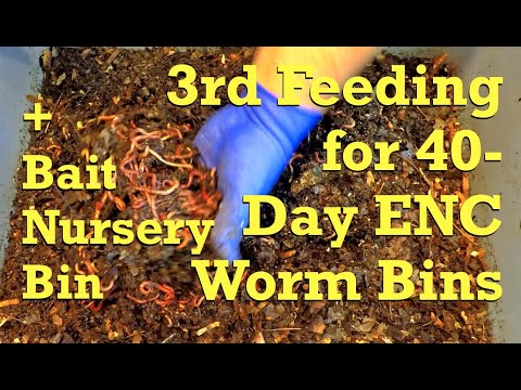 40-day ENC worm bins fed & baiting of babies in nursery started - vermicompost