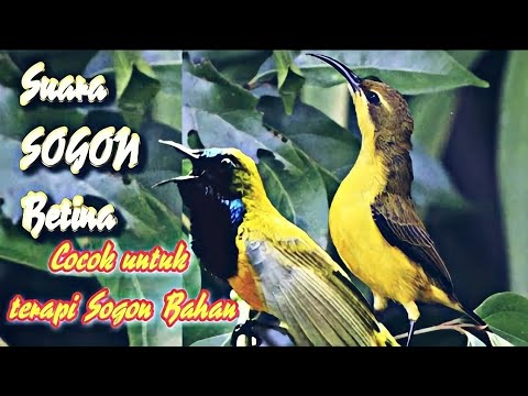 Sogon Novyj Trend Smotret Onlajn Na Sajte Trendovi Ru