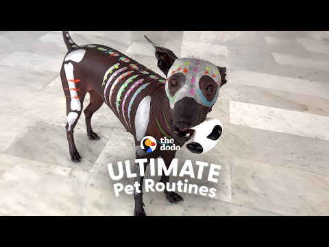 Dog Mom Paints Her Hairless Dog To Go On Walks | The Dodo