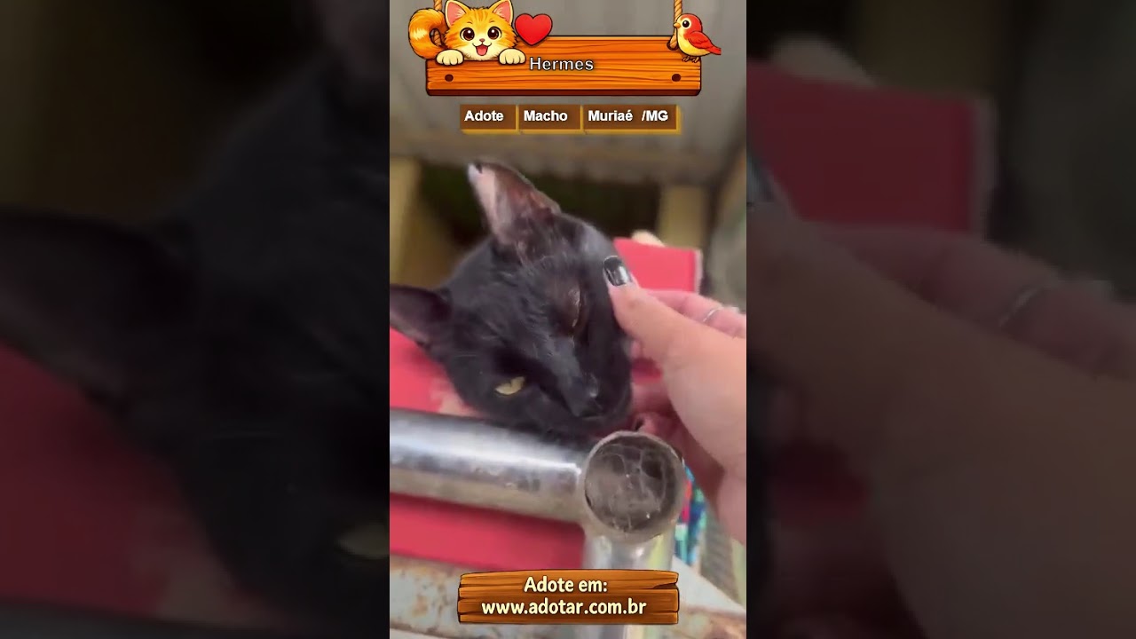 Gato raça SRD-ViraLata idade 2 anos nome Hermes