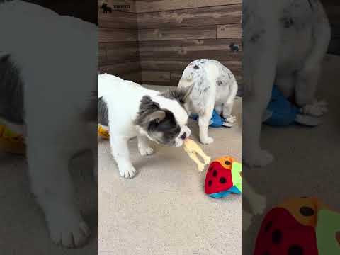 Video 5