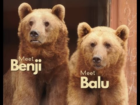 External View 3 -  Benji and Balu - Live Bear Cam