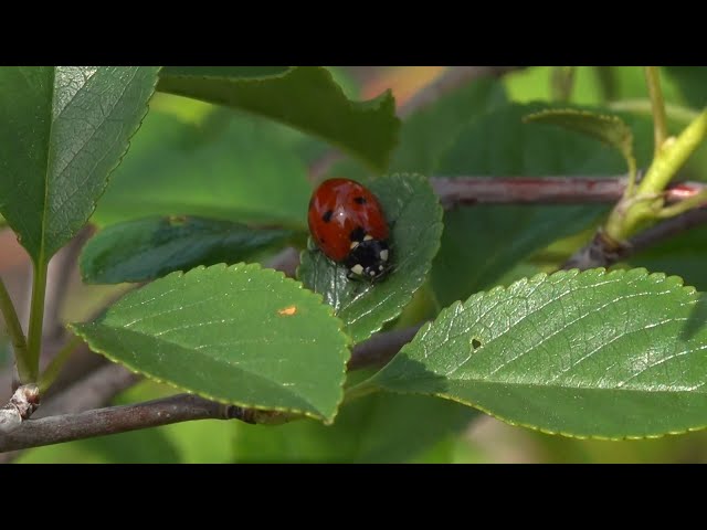 «Академия на грядках»