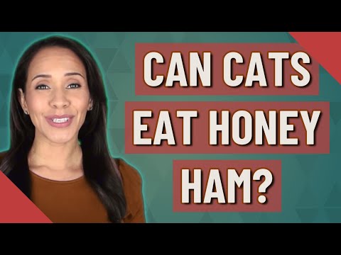 Can cats eat honey ham? - YouTube