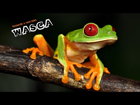 Wasca (prod.CocoDubz)