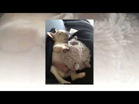 Aussie Bulldog Dog breed