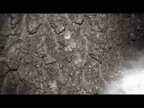 Dubravka Nešović, Rastanak