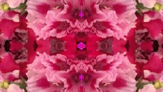 Moonlight Kiss (by the Bap Kennedy Trio live in Italy, 2014)