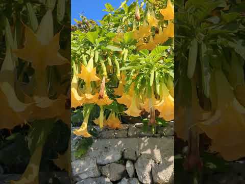 Fiori Datura in costiera amalfitana #fiori #flowers #amalficoast #campania #italy #italia