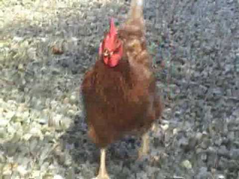 The Chicken Dance