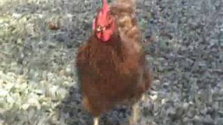 The Chicken Dance