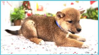 ペットショップCOO&RIKU No00703809(柴犬)