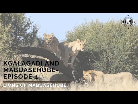 Mabuasehube and Kgalagadi: Episode 4 - Lions of Mabuasehube