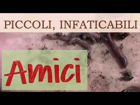 I lyambliya arrivano allambiente con Bruciato di causa di vermi