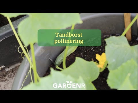 , title : 'Tandborstpollinering - Trädgårdshacks med GardenR'