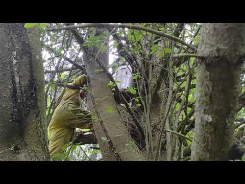 Роеловство.Снова словил ДОБРЫЙ бродячий РОЙ в лесу!Роеловство в дуплянке. Переселение роя в улей.