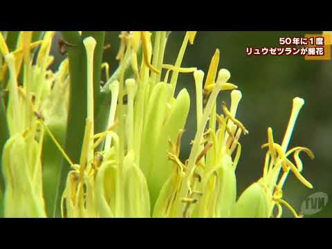 園芸 ハーバードリュウゼツラン