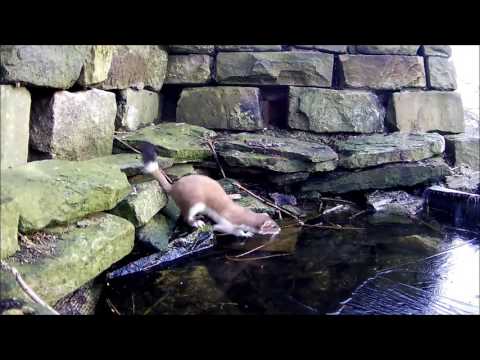 A Stoat Skating on Thin Ice! | Discover Wildlife | Robert E Fuller