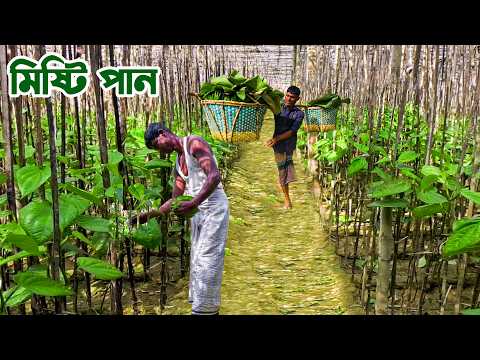 মহেশখালীর মিষ্টি পান || Panorama Documentary
